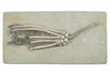 Fossil Crinoid (Decadocrinus) - Crawfordsville, Indiana #296783-1